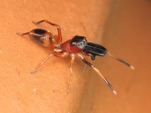 Ant mimic jumping spider photo 4