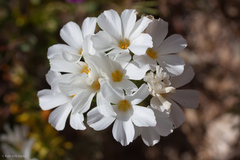 Leptosiphon grandiflorus