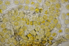 Quasipucciniastrum ochraceum