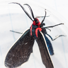 Ctenucha multifaria
