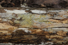 Botryobasidium vagum