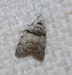 Nola pygmaeodes