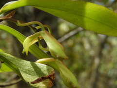 Rodriguezia granadensis