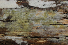 Botryobasidium vagum