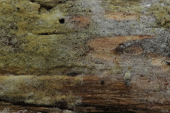 Botryobasidium vagum