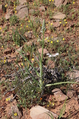 Albuca decipiens