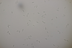 Botryobasidium vagum