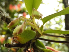 Rodriguezia granadensis