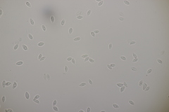 Botryobasidium vagum