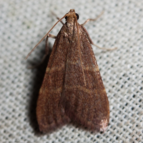 iNaturalist observation photo of Arta epicoenalis