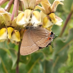Satyrium favonius autolycus