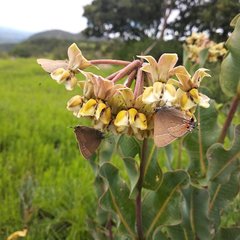 Satyrium favonius autolycus