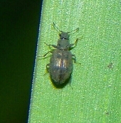 Latridiinae