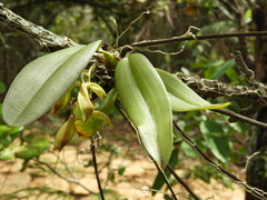 Rodriguezia granadensis