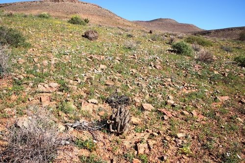 Hoodia gordonii