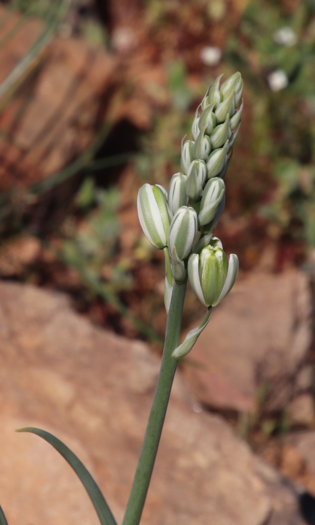 Albuca decipiens, Biedou River Valley olong roadside