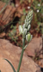 Albuca decipiens
