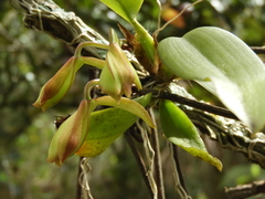 Rodriguezia granadensis