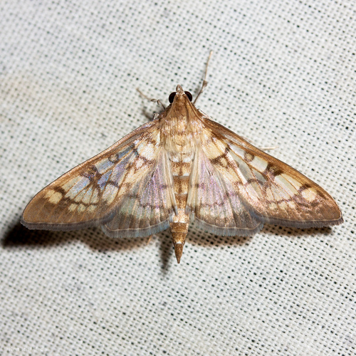 iNaturalist observation photo of Brown-shaded Mimorista