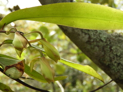 Rodriguezia granadensis