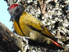 Chloropicus griseocephalus