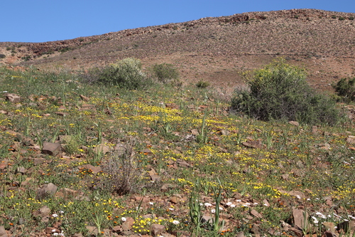 Albuca decipiens