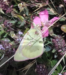 Colias phicomone