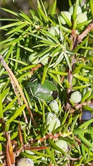 Chlorochroa juniperina