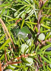 Chlorochroa juniperina