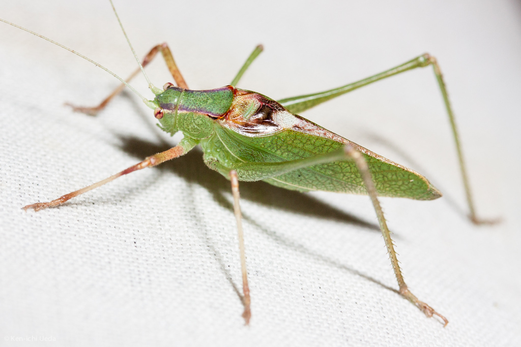 chaparral false katydid