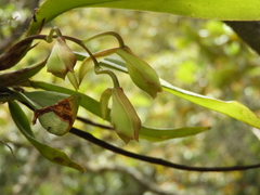 Rodriguezia granadensis