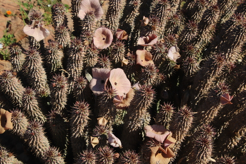 Hoodia gordonii