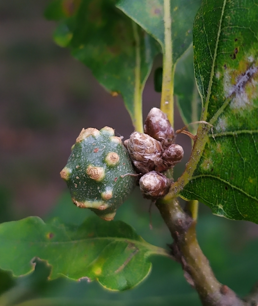 dyer's gall