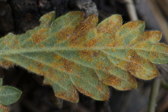 Quasipucciniastrum ochraceum