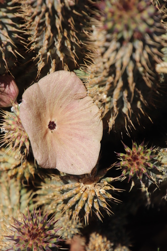 Hoodia gordonii