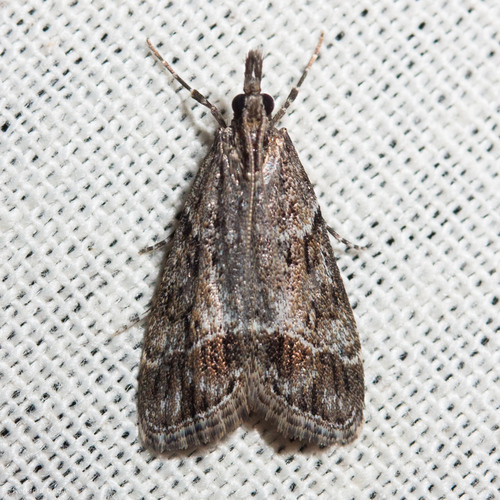 iNaturalist observation photo of Eudonia