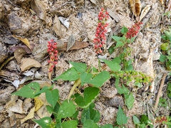 Rivina humilis