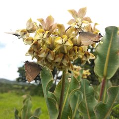 Asclepias lynchiana