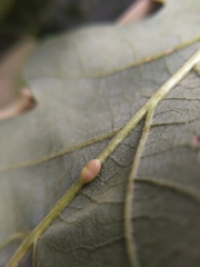 Pseudoneuroterus saliens