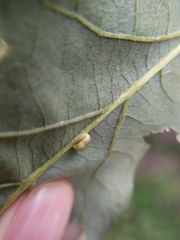 Pseudoneuroterus saliens