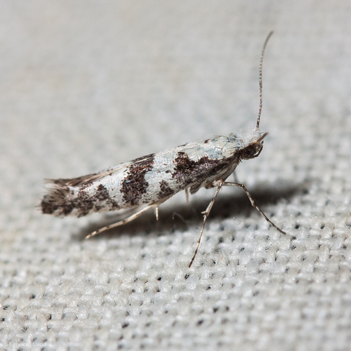 iNaturalist observation photo of Argents