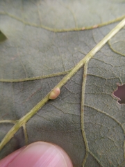 Pseudoneuroterus saliens