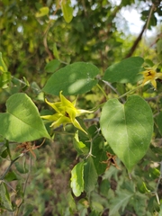 Gonolobus erianthus