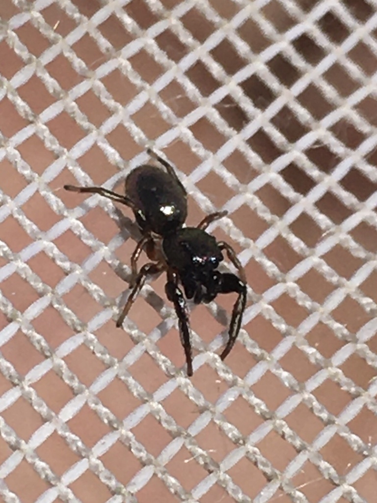 Paradamoetas fontanus
