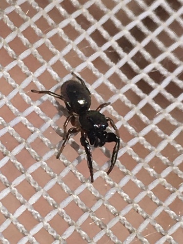 Paradamoetas fontanus