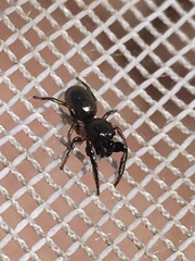 Tutelina formicaria