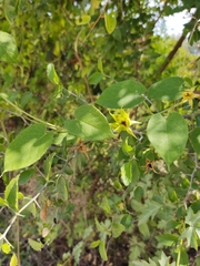 Gonolobus erianthus