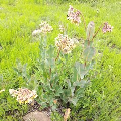 Asclepias lynchiana
