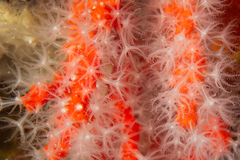 Corallium rubrum