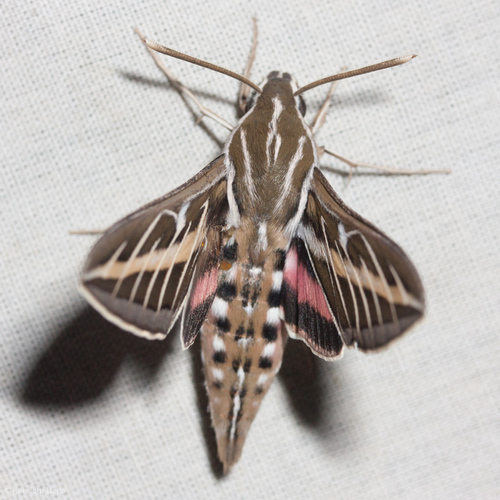 iNaturalist observation photo of White-lined Sphinx